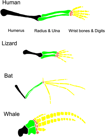 <p>How the structure changed, scientists look at fossils and compare structures to determine similar. Form of comparative anatomical evidence.</p>