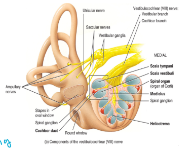 <ul><li><p>conduction of sound → the middle and external ear</p></li><li><p>hearing and equilibrium → the inner ear</p></li><li><p>the ear directs impulses to the brain via <strong>cranial nerve VIII</strong> → the vestibulocochlear nerve</p><ul><li><p>branches into positional and hearing</p></li></ul></li></ul><p></p>