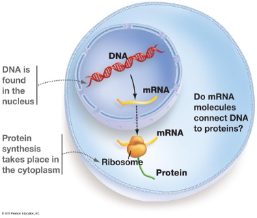 <p>In the cytoplasm and ribosomes of the cell</p><ul><li><p>(<span>Protein synthesis is the process by which cells </span><span style="color: red"><strong>create proteins</strong></span><span>, the building blocks of all living organisms. It involves two main steps: transcription and translation)</span></p></li></ul><p></p>