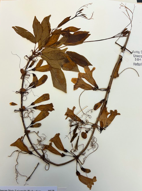 <p>Family + Genus</p>