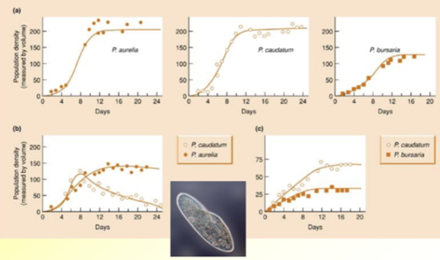 <p>In different species of paramecium</p><p>can have situations when they outcompete each other and where they coexist</p>