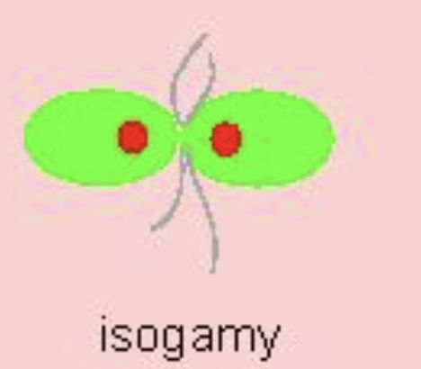<p>isogametes</p>