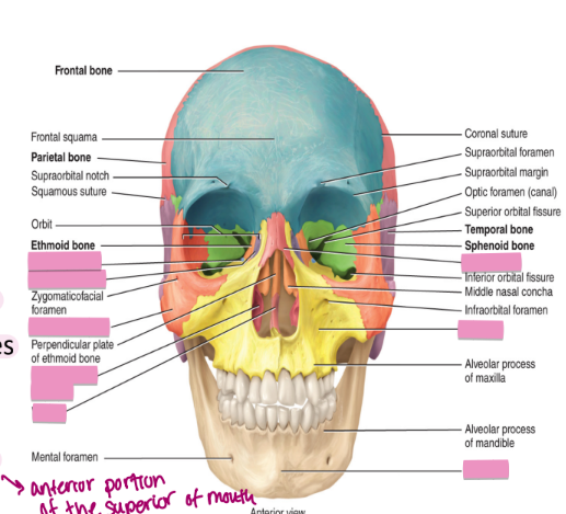 <ul><li><p>14 bones in total</p></li><li><p>2 nasal bones</p></li><li><p>2 maxillae: form upper jaw</p></li><li><p>2 zygomatic bones: form the eye socket and the cheekbone</p></li><li><p>2 lacrimal bones: form the sides of the nose and the remaining portion of the eye socket</p></li><li><p>2 palatine bones: in the pallet (anterior portion of the superior of mouth)</p></li><li><p>2 inferior nasal conchae</p></li><li><p>1 vomer: found behind the pallet</p></li><li><p>1. mandible: forms the lower jaw</p></li></ul><p></p>