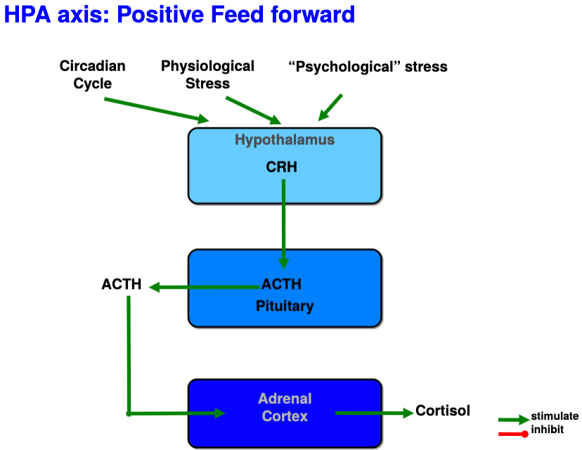 <p>Mediated by glucocorticoids using positive feed forward loop</p>