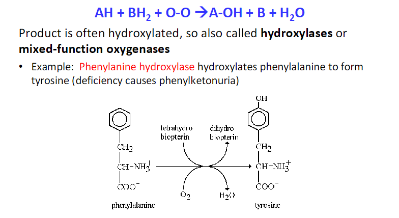 ex. monooxygenases