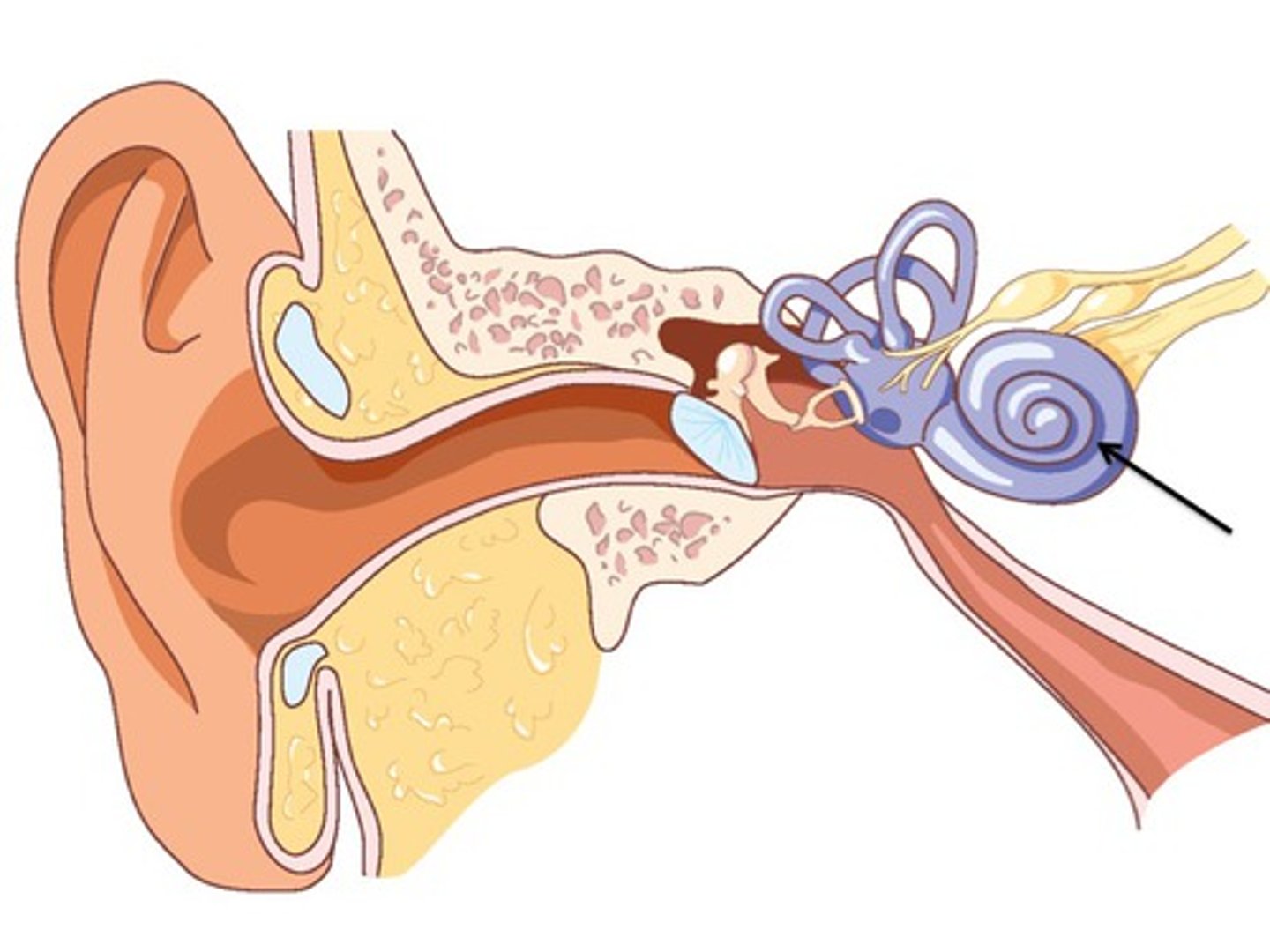 <p>Bent by the vibrations and transduce mechanical energy to neural impulses</p><p>In the cochlea</p>