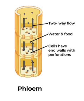 <p>Moves sugar and water solution from leaves to other parts of the plant. consists of sieve tube elements and companion cells which are living</p>