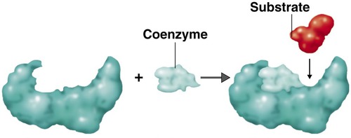 The vitamin will attach to an enzyme and slightly change the shape of it, to help the enzyme fit with the substrate