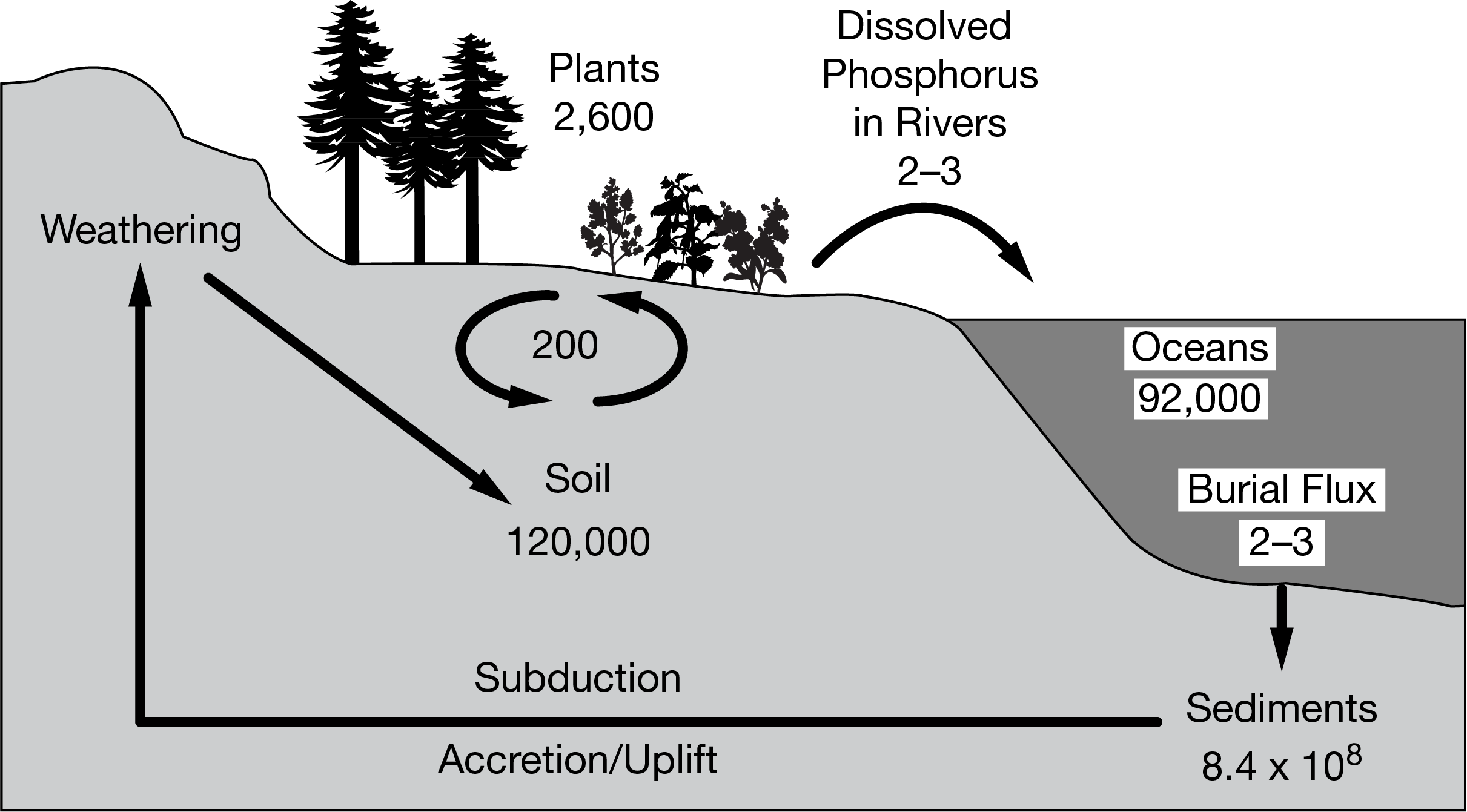 There is not a gaseous phase of the phosphorus cycle, and therefore the movement of phosphorus into oceanic reservoirs is very slow