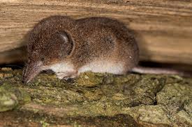 <p><em>Sorex cinereus</em></p>