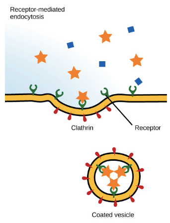where receptor proteins on a cell’s surface capture specific target particles