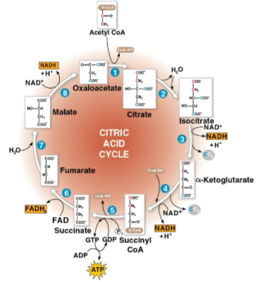 <p>Citric acid cycle (Krebs cycle)</p>