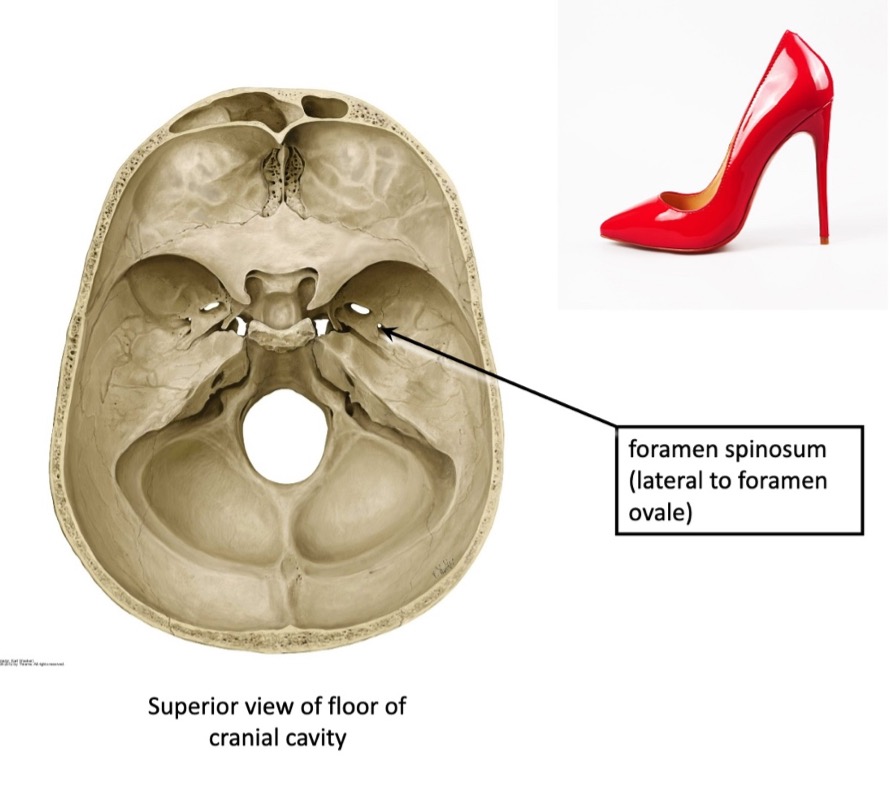 <p>*note foramen spinosum, where the middle meningeal artery enters</p>
