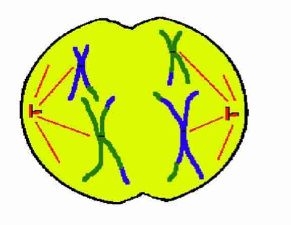 <p>Homologous pairs of</p><p>chromosomes <strong>separate</strong></p><p>and migrate toward</p><p>their respective poles</p>