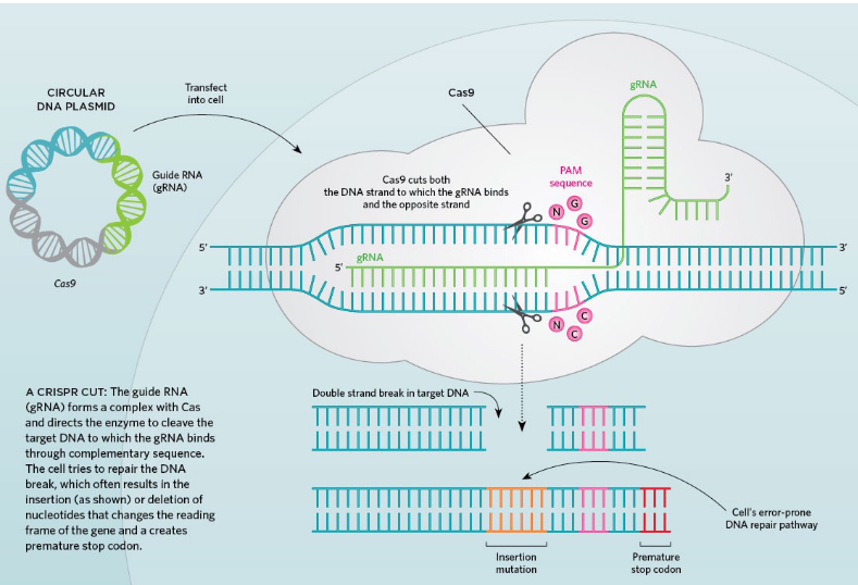 <p>CRISPR/Cas9</p>