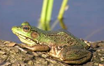 <p>Rana clamitans</p>