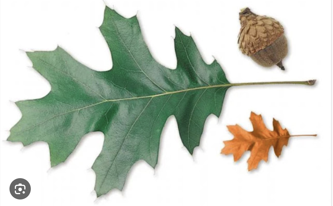 <p><em>Quercus velutina</em></p><ul><li><p><strong>dark bark, dark grey</strong></p></li><li><p>bigger typical oak leaf shape, <strong>bristles, pointed tip, broad lobe, </strong>narrow sinus</p></li><li><p><strong>bigger acorn, cap goes about halfway down</strong>, shingle-like scales </p></li></ul><p></p>