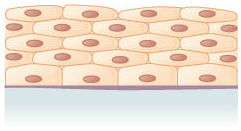 <p><span>This is an example of </span><span style="color: mediumseagreen"><strong>[...]</strong></span><span> epithelial tissue</span></p>