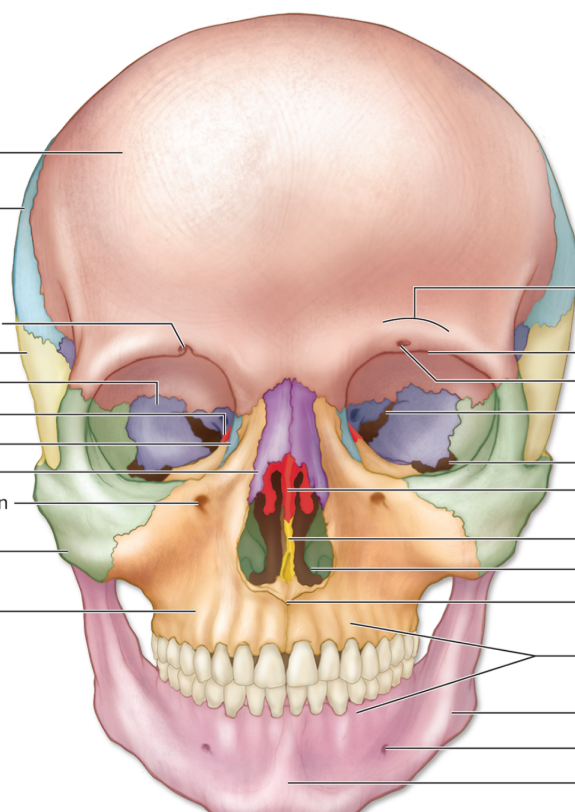 <p>Find the mandible</p>