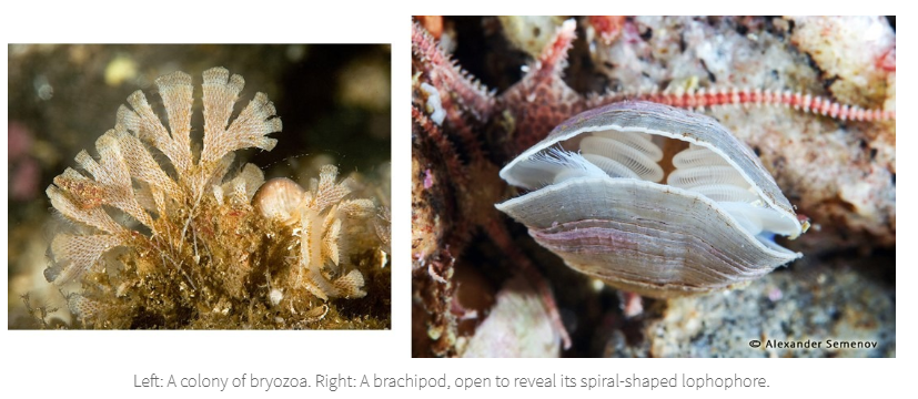 <p>Brachiopoda & Bryozoa</p><ul><li><p>Spiral-shaped body (lophophore) for eating</p></li><li><p>Look like clams</p></li></ul><p></p>