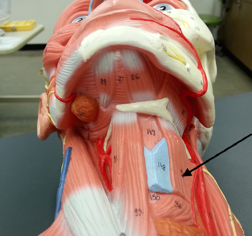Thyrohyoid
Origin:
Insertion:
Action: