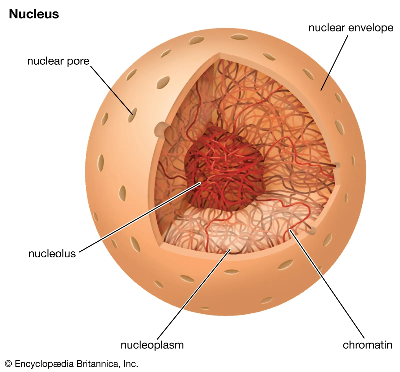 <p>describe the structure and function of this organelle</p>