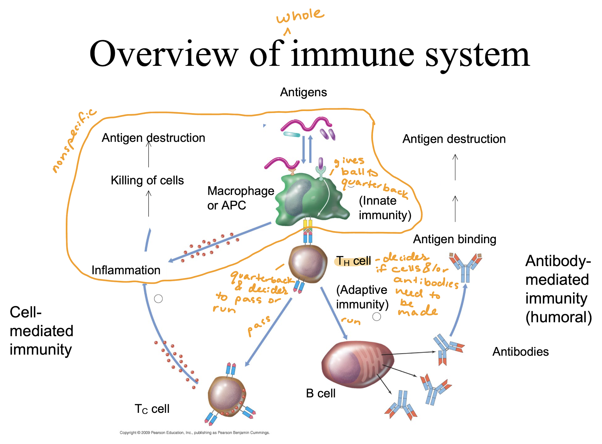 knowt flashcard image