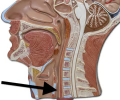 <p>laryngopharynx extends from oropharynx above the larynx and the ______ below</p>