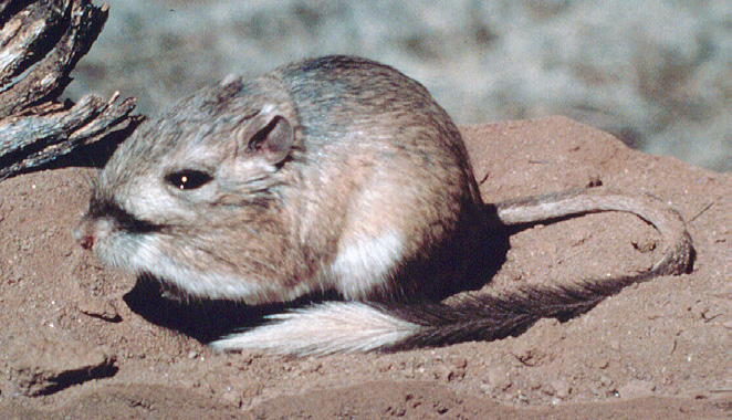 <p>What species is this?</p>