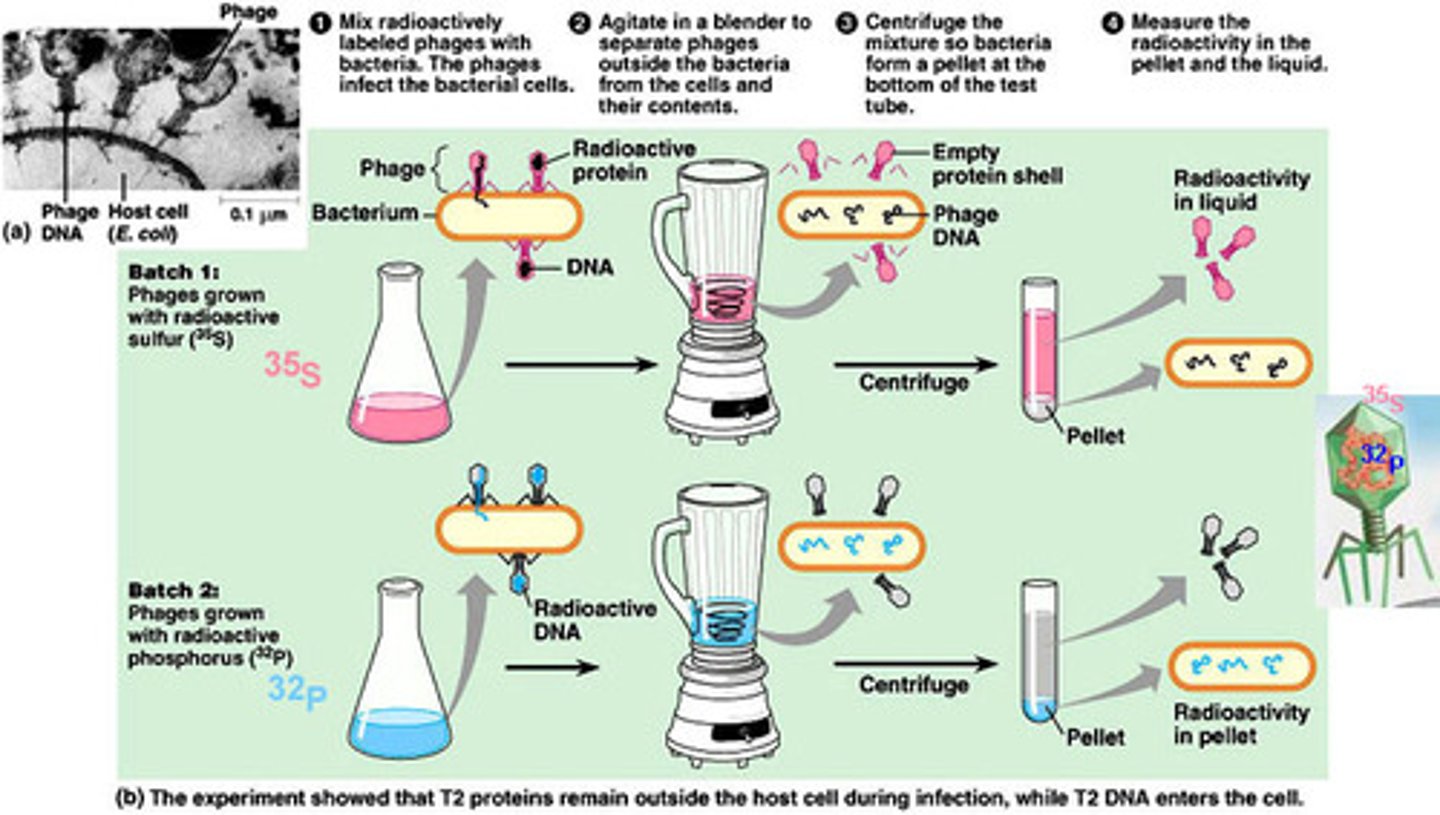 <p>Used radioactive isotopes to label DNA and protein in viruses that infect bacteria; provided evidence that DNA is the genetic material</p>