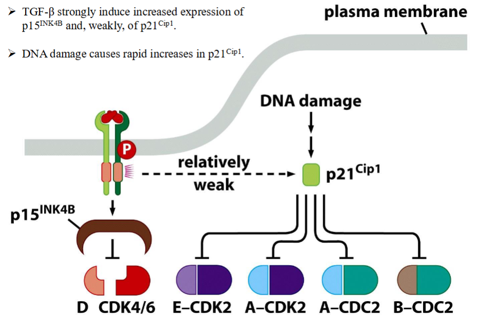 <p><span>Control of cell cycle progression by TGF-β and DNA damage</span></p>