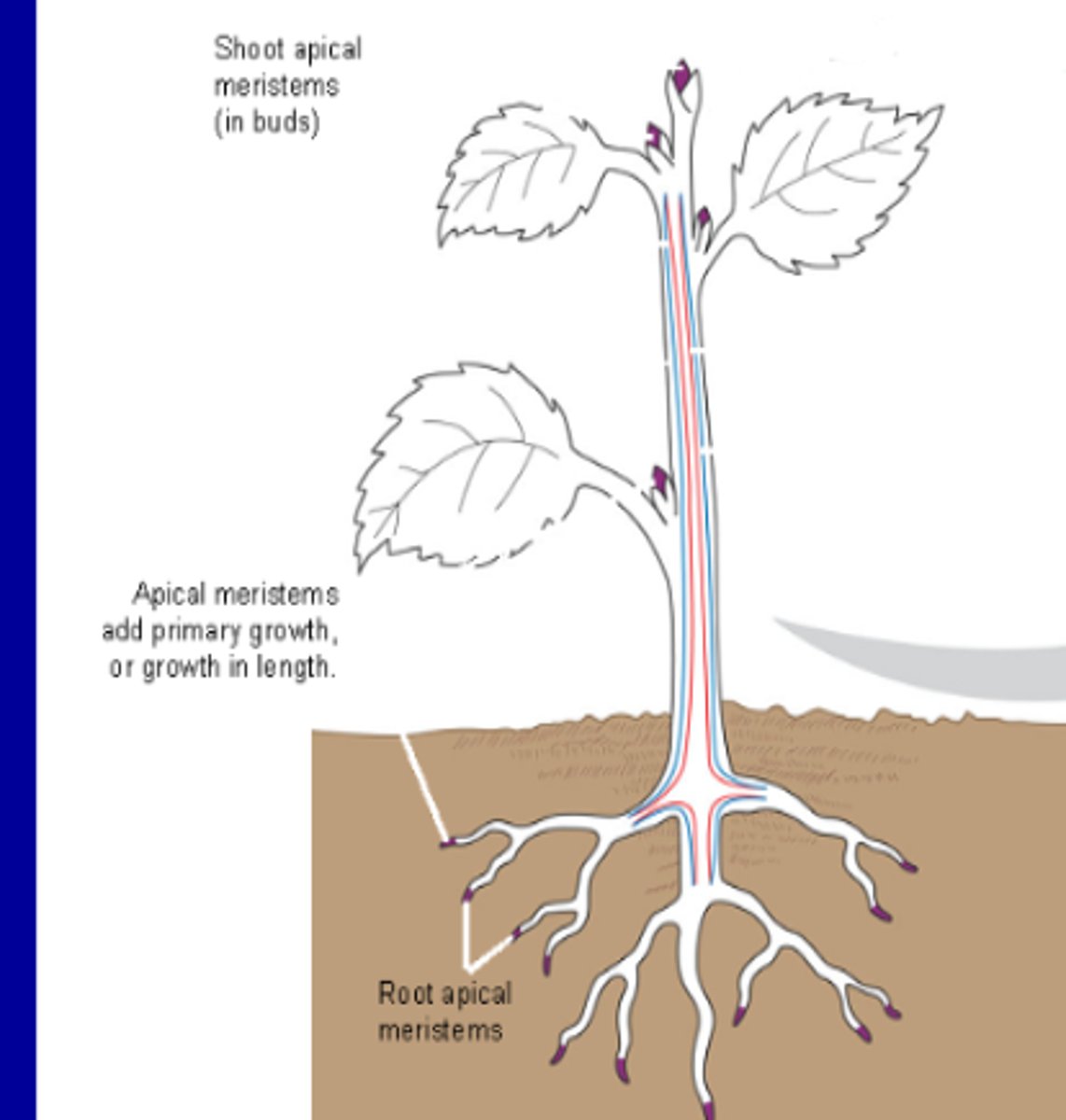 <p>Consists of the vascular cambium (red) and cork cambium (blue) in secondary growth</p>