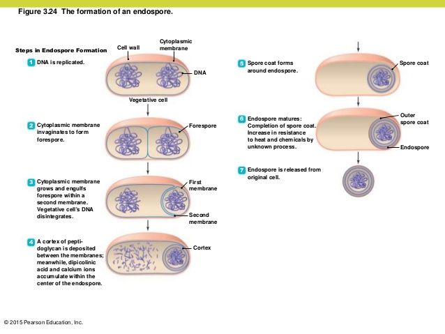 <ul><li><p>resting state that forms when nutrients are depleted </p></li><li><p>durable, dehydrated, thick wall</p></li><li><p>can survive extreme conditions (heat, radiation, chemicals)</p></li><li><p>sporulation and germination </p></li><li><p>terminally, subterminally, or centrally located </p></li></ul><p></p>