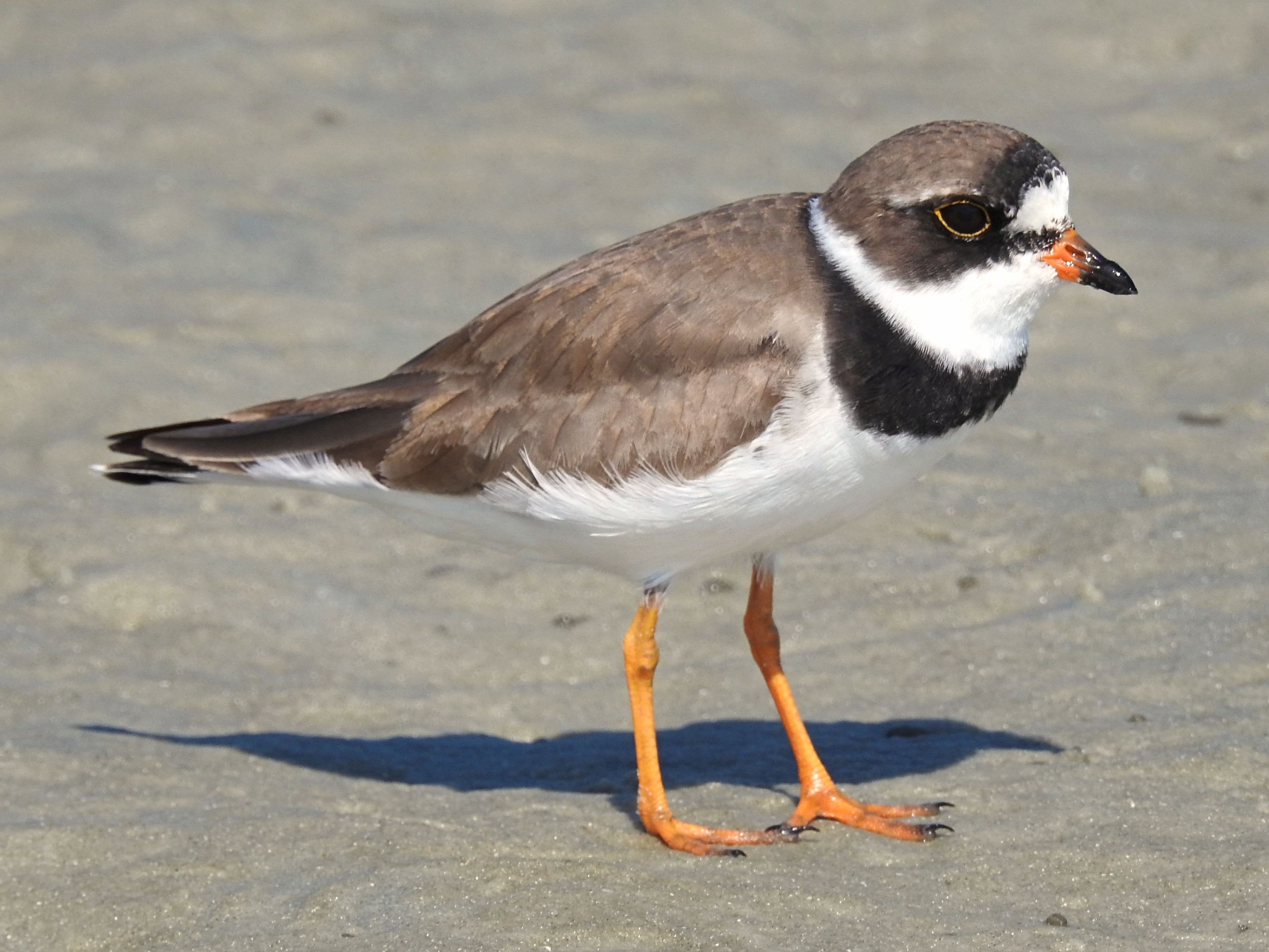 <ul><li><p>Brown topside</p></li><li><p>White underside</p></li><li><p>Black beak-tip with orange base</p></li><li><p>Orange legs</p></li><li><p>Black band going between eyes</p></li><li><p>One black “necklace”</p></li></ul><p></p>