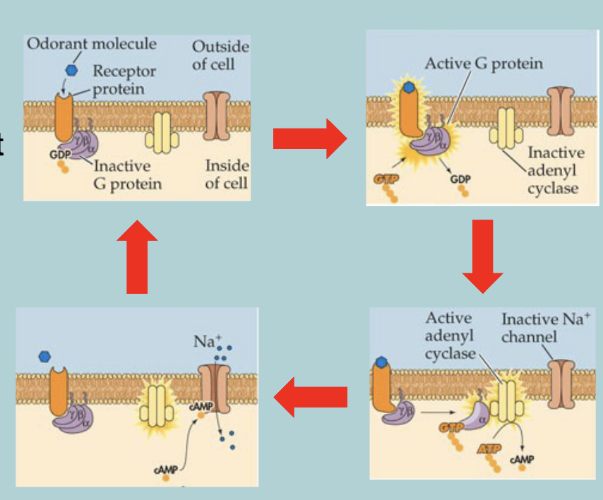 <ul><li><p>Humans have about  1000 different olfactory receptors (only 350-400 are functional) </p></li></ul><ul><li><p>All the olfactory receptors are G-protein couples receptors&nbsp;&nbsp;</p></li></ul><p></p>
