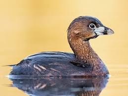 <p>freshwater, solitary, rarely fly, expert divers, lobed feet</p>