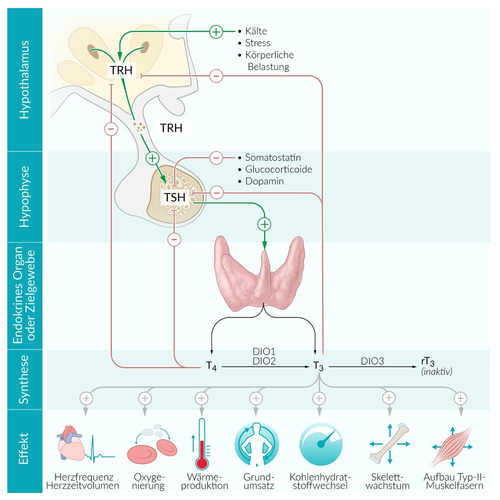 <p>E. TSH release from the adenohypophysis</p>