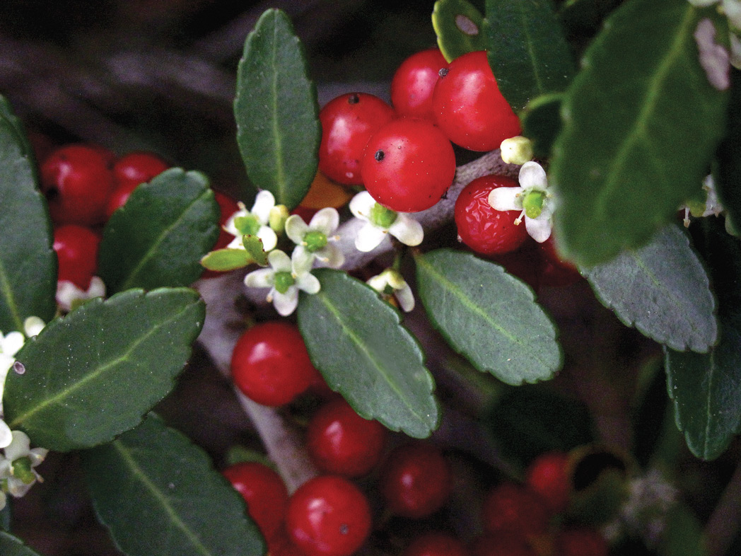 Ilex vomitoria