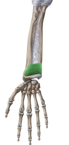 pronates forearm