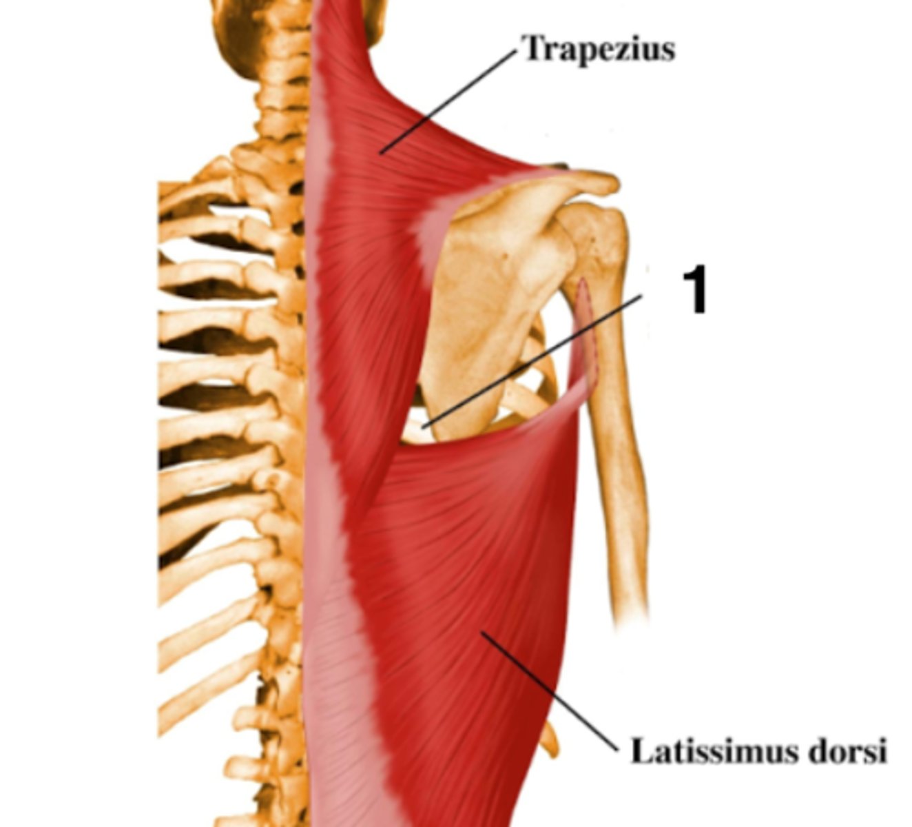 <p>trapezius <br>lat dorsi <br>medial border of scapula</p>