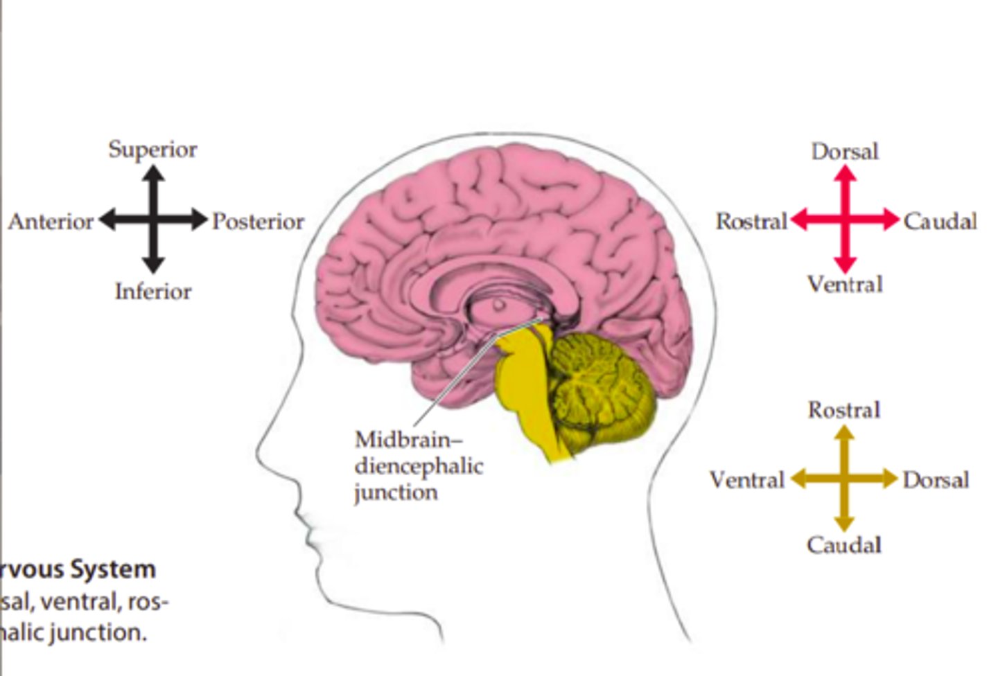 <p>Dorsal - superior<br>Rostral - anterior<br>Ventral - inferior<br>Caudal - posterior</p>