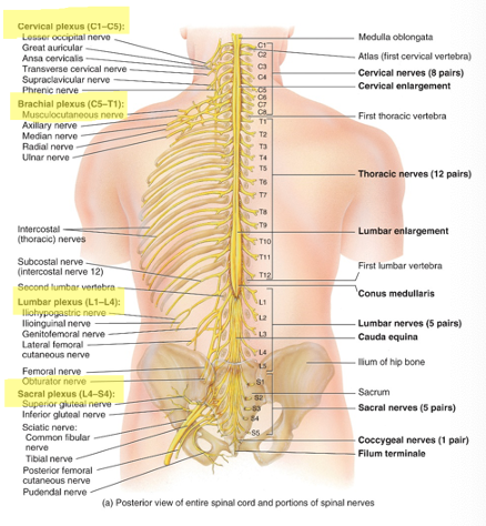 <p>medulla oblongata; foramen magnum; the level of L2. </p>