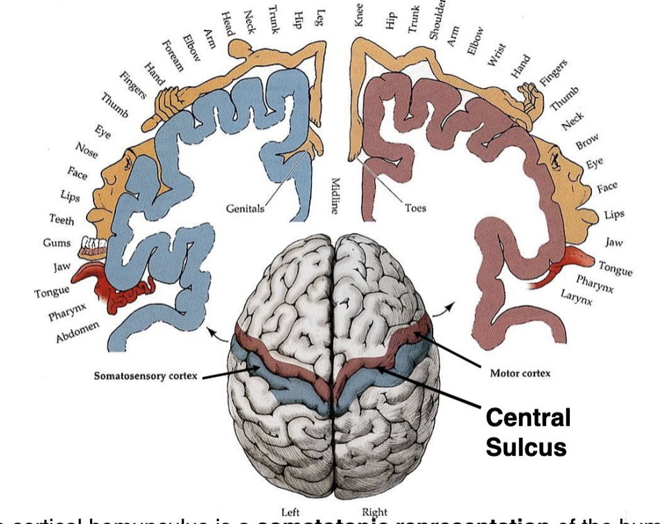 <p>different regions of brain are responsible for different functions</p>