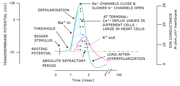 <p>Transient reversal in potential</p><p>All or nothing response - if sufficient response get constant amplitude response</p><p>Larger stimulus → increased frequency of action potentials</p><p>Absolute refractory period = cell cannot fire = no more AP - ensures one way travel of AP</p><p>Relative refractory period = only larger-than-normal stimulus can initiate new AP </p><p>Local anaesthetics block Na+ channels to stop action potentials</p>