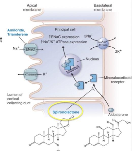 <p><u>Mekanism</u>: MRA kommer binda intracellulärt till MR kompetitivt → aldosteron kan ej binda och dess effekter kan ej medieras. Alltså kommer uttryck av <strong>ENaC</strong> apikalt och <strong>Na/K-ATPase</strong> basolateralt att minska i distala tubuli och samlingsrör. Det gör att mindre natrium tas upp och mindre kalium utsöndras. </p><p><u>Användning</u>: Hjärtsvikt och ödem. </p><p><u>Biverkningar</u>: Hyperkalemi och endokrina funktioner eftersom det kan binda andra steroidreceptorer. </p>