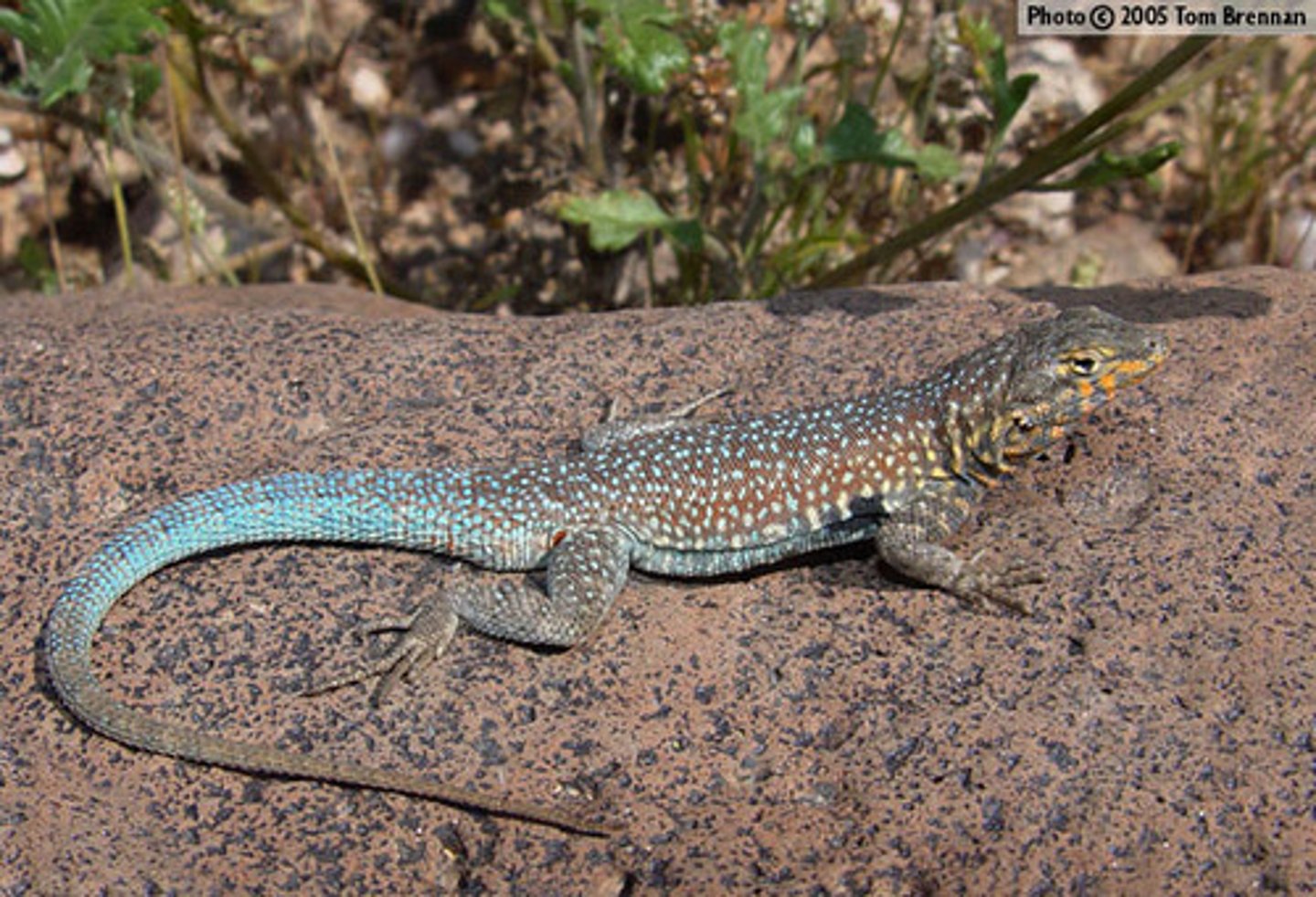 <p>Common Side-blotched Lizard</p>
