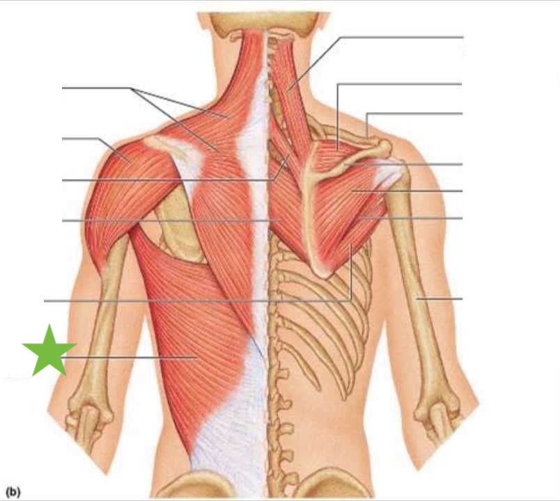 <p>Muscle, Origin, and Insertion </p>