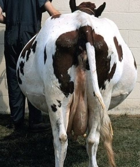 <p>consider salvage by slaughter</p><p>if valuable cow, consider inducing abortion</p>