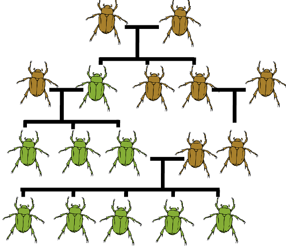 <ul><li><p>a populations characteristics change over time as advantageous traits become more common</p></li></ul>