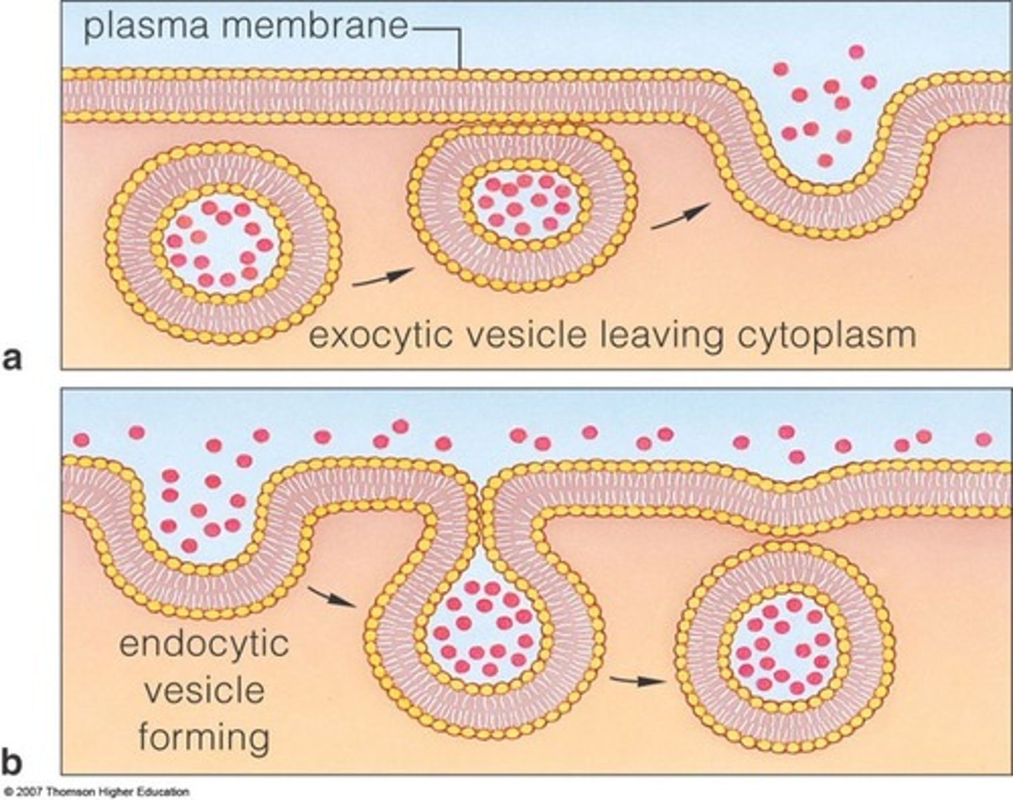 <p>The movement of larger quantities of material across the cell membrane. </p><p>Type of Transport: Active </p><p>Two types based on direction of transport:</p><p>1. Exocytosis = out of cell</p><p>2. Endocytosis = into cell</p>